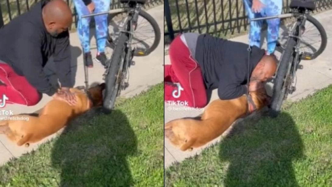 τεχνητη αναπνοη σε σκυλο