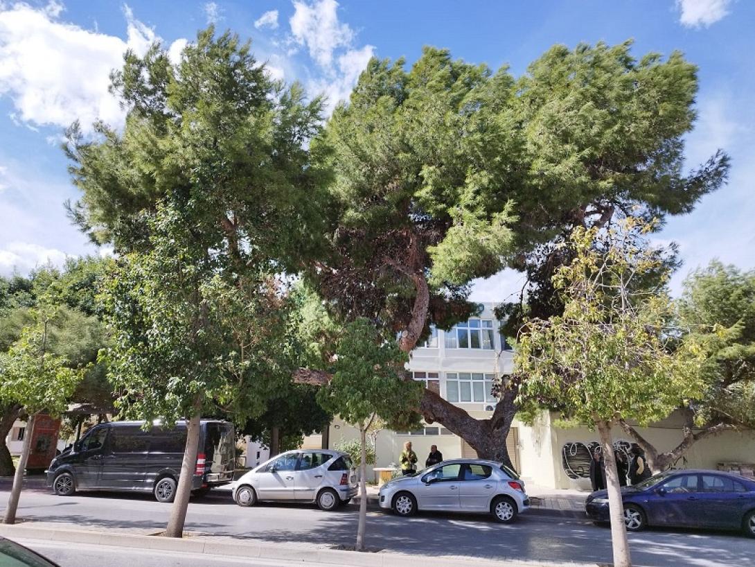 Πεύκο - Δημοκρατίας