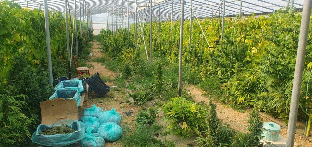 Θερμοκήπια μες χασίς