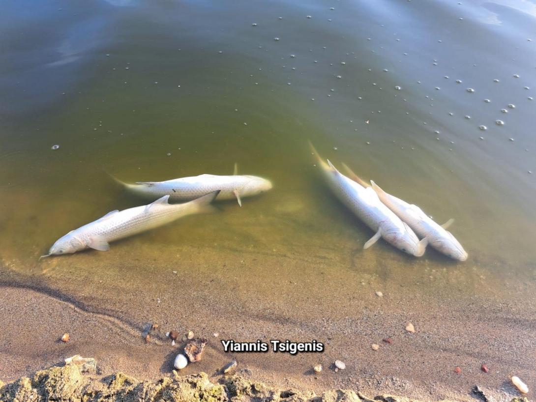 νεκρά ψάρια αποσελέμης