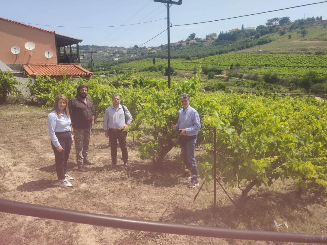 Αυτοψία στους αμπελώνες μετά τις βροχές και την απειλή του περονόσπορου