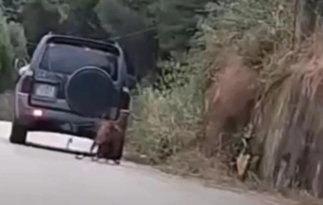 κακοποίηση ζώου