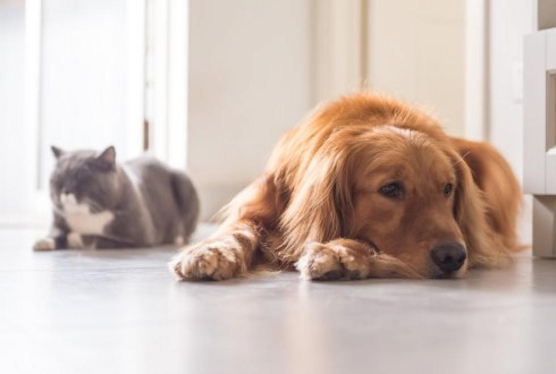 σκύλος γατα