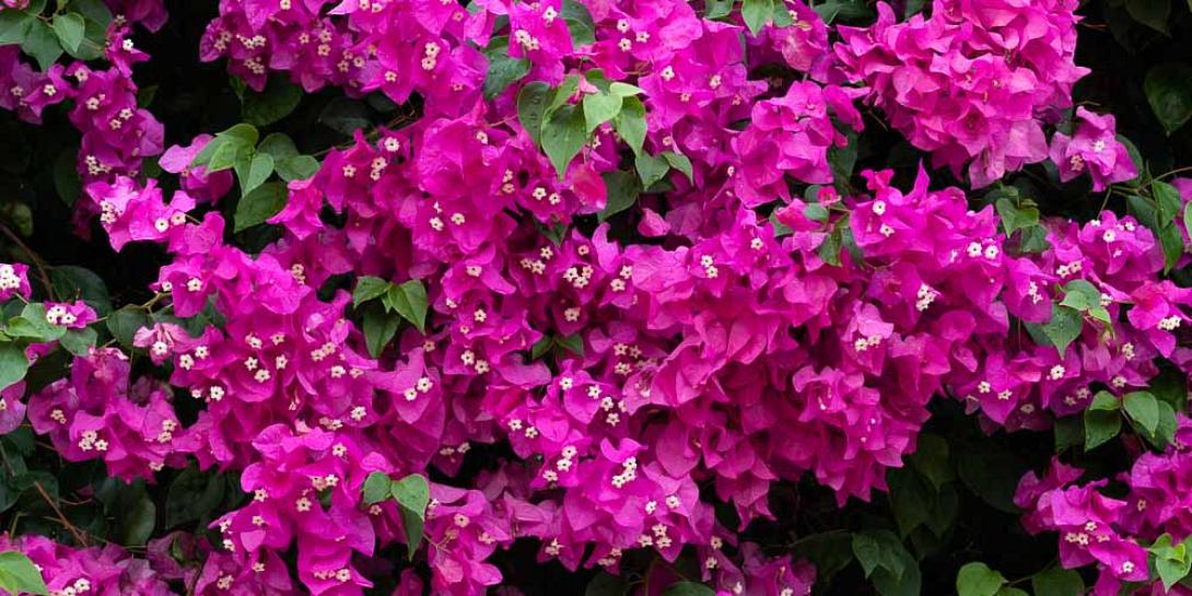 βουκαμβίλια