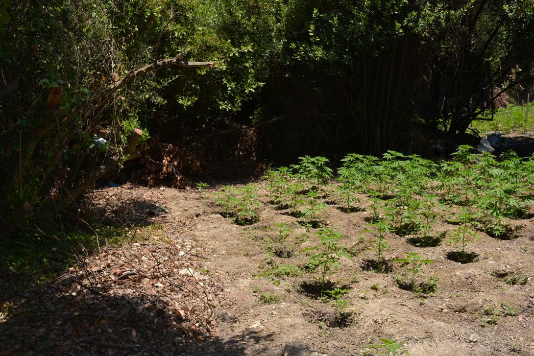 χασισοφυτεία