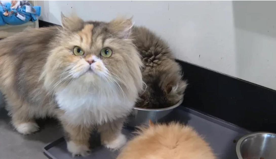 γάτες φλόριντα