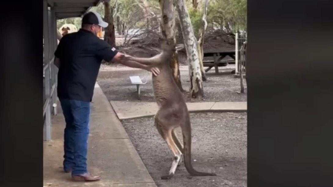 ΚΑΓΚΟΥΡΟ ΑΥΣΤΡΑΛΙΑ
