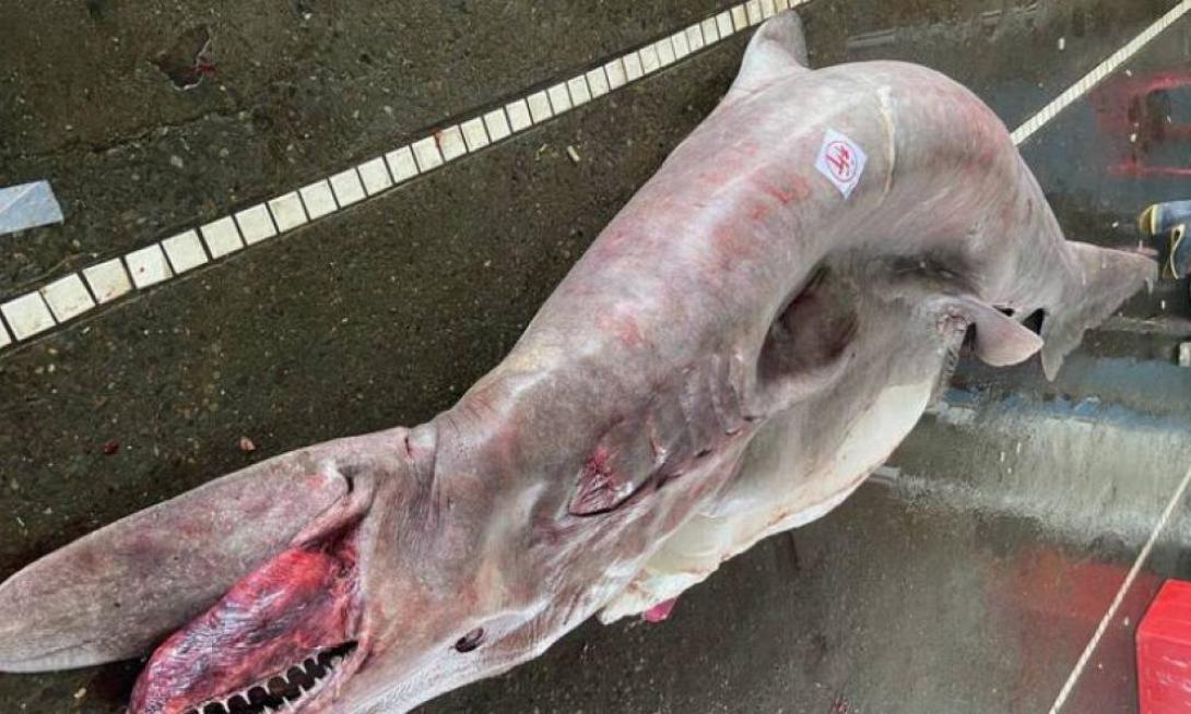 ΚΑΡΧΑΡΙΑΣ ΤΑΙΒΑΝ