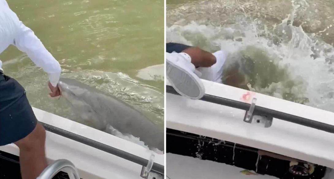 καρχαριας φλοριντα