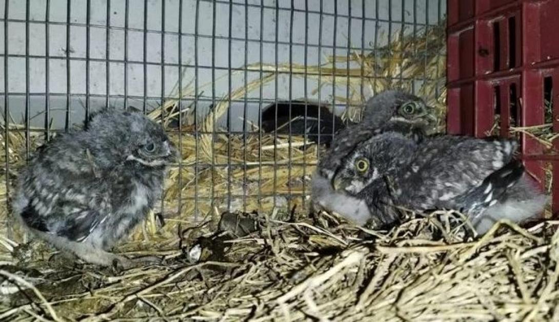  κουκουβάγιες 