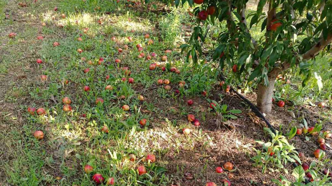 ΚΟΖΑΝΗ ΖΗΜΙΕΣ ΣΕ ΟΠΩΡΟΦΟΡΑ