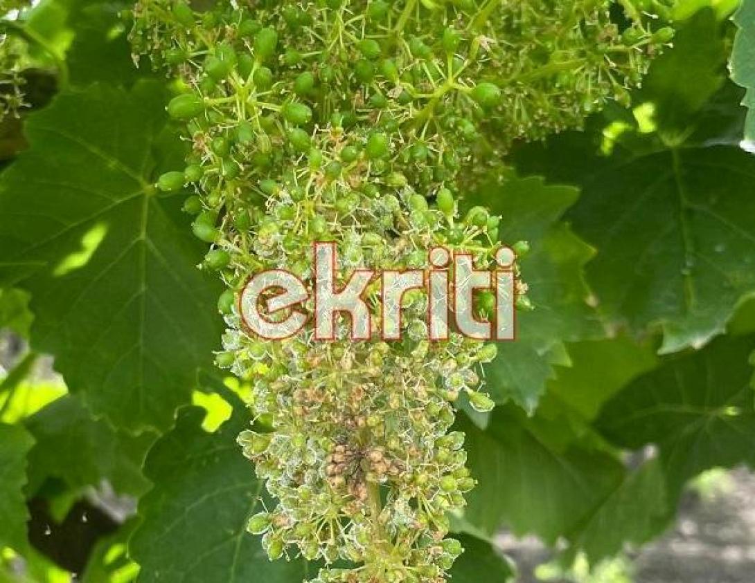 Περονόσπορος