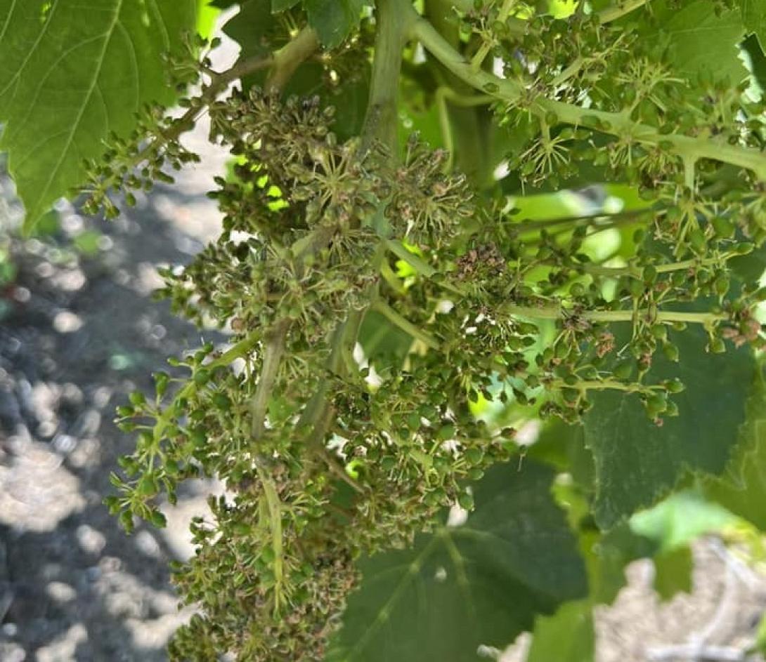 περονόσπορος