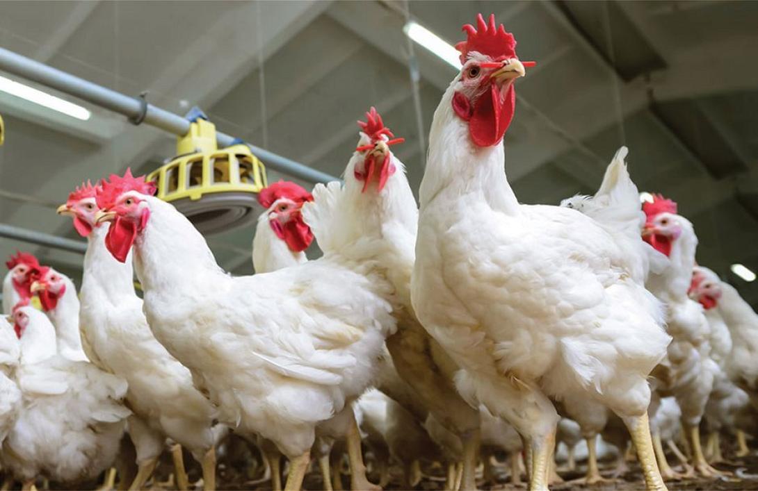 πτηνοτροφία