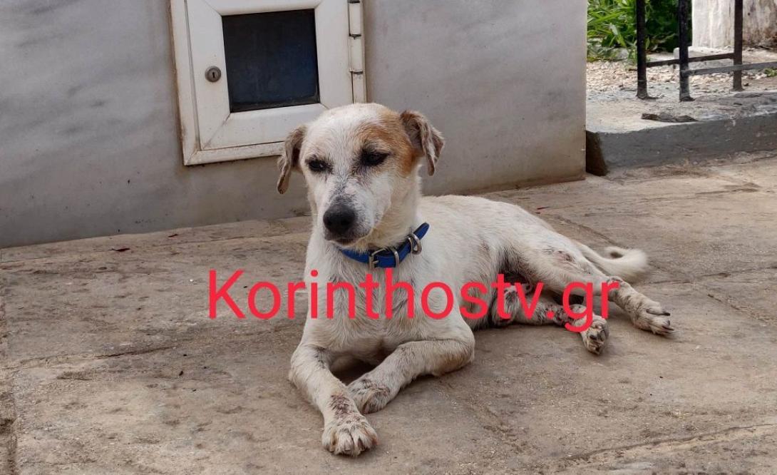 σκυλος κορινθια