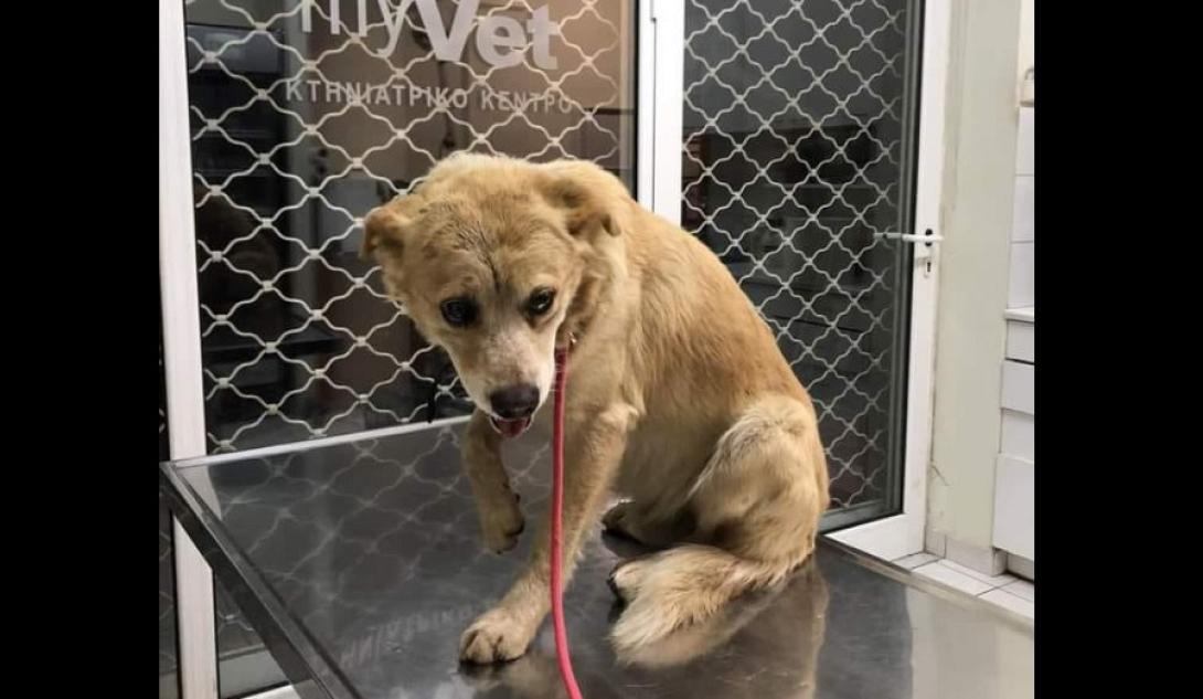 σκύλος ζάκυνθος