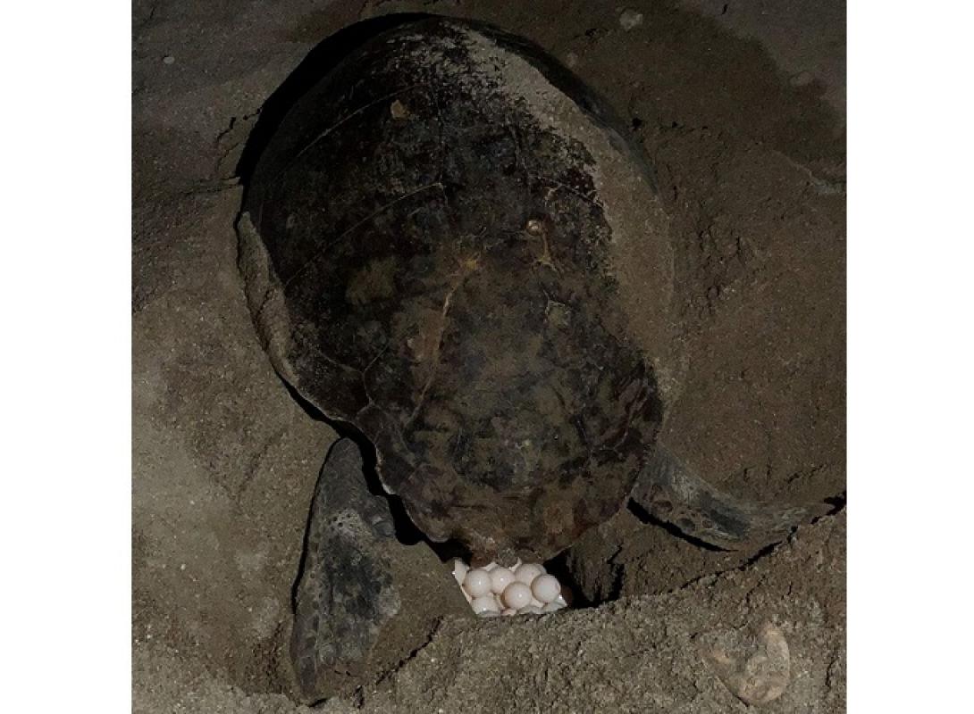 χελώνα - Ρέθυμνο