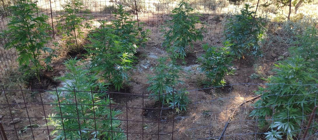 χασισοφυτεία