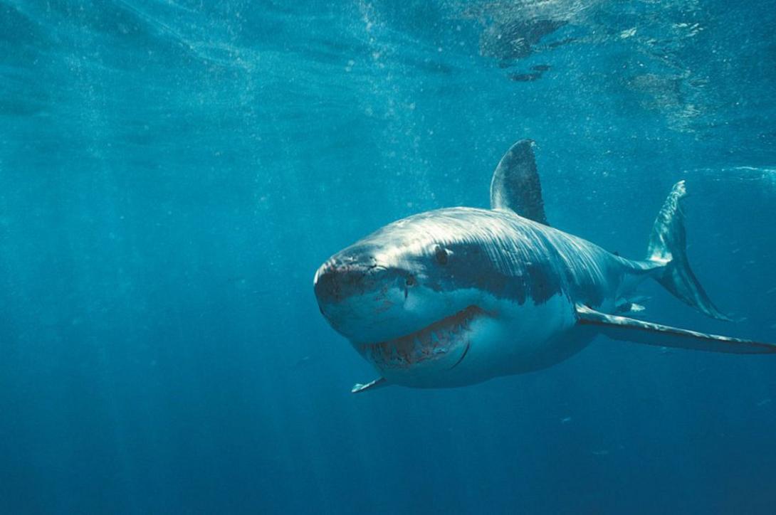 καρχαρίας ταύρος