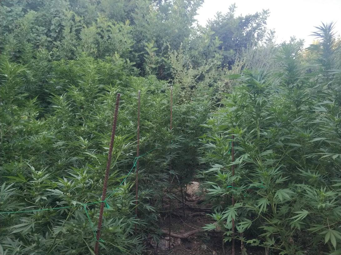 Εντοπίστηκε χασισοφυτεία