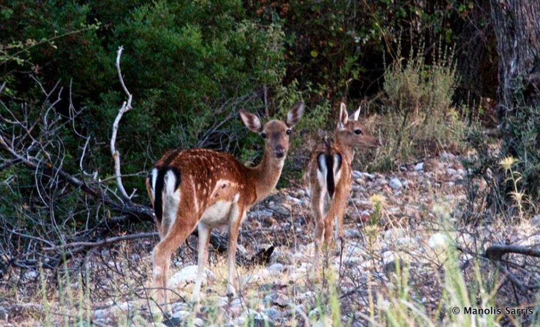 πλατόνι, ελάφι, ρόδος
