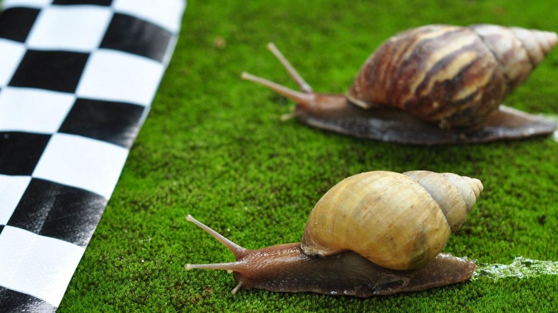 σαλιγκαρια