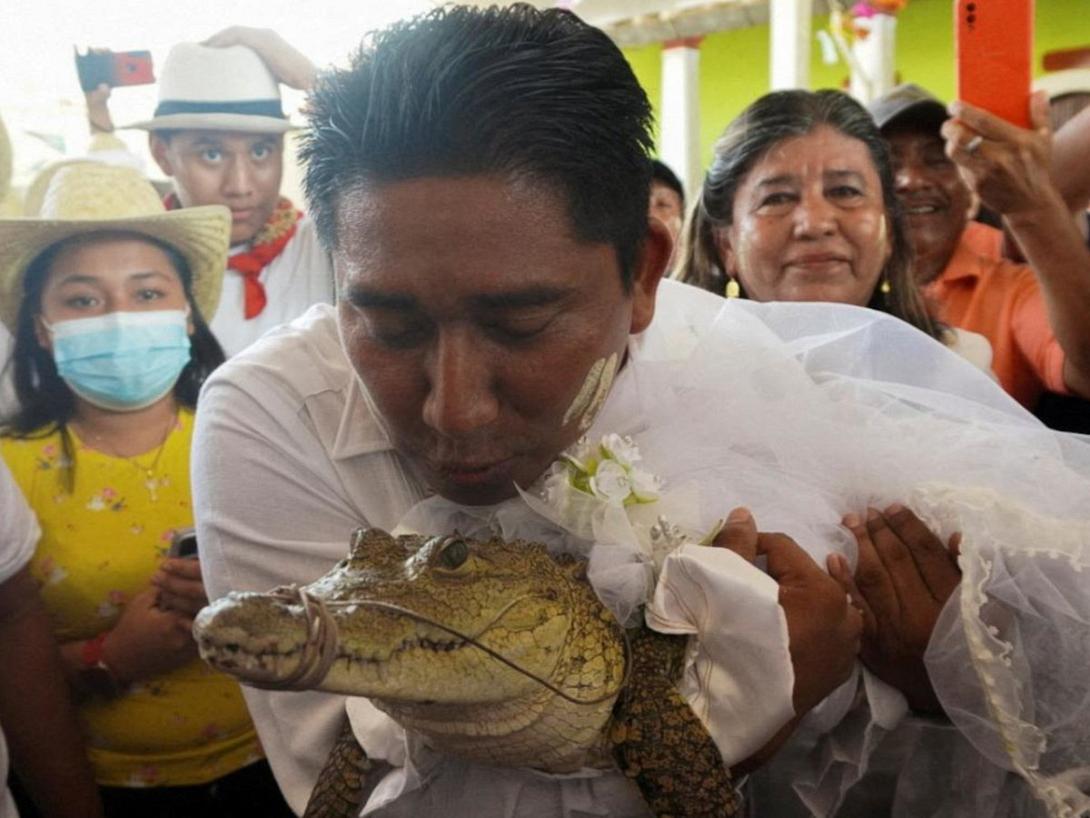 αλιγατορας - δημαρχος