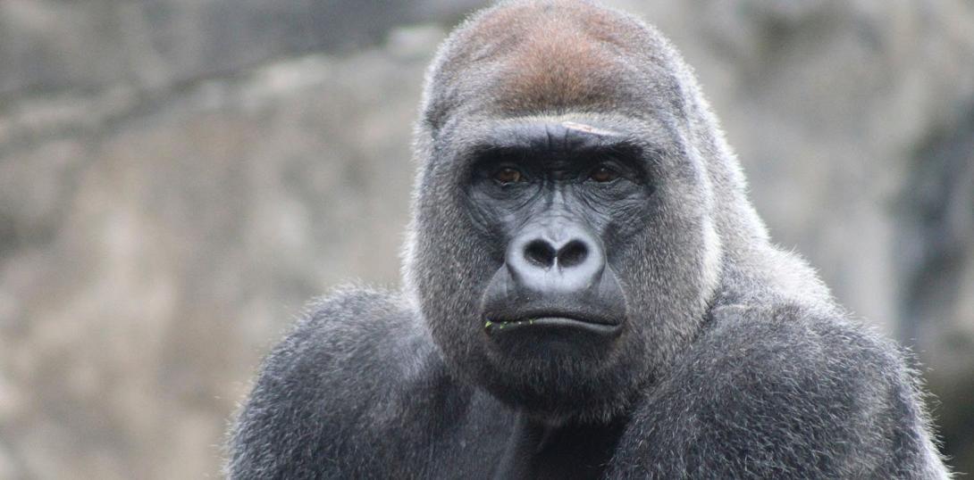 γορίλας