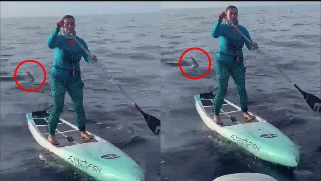 καρχαριας φλοριντα