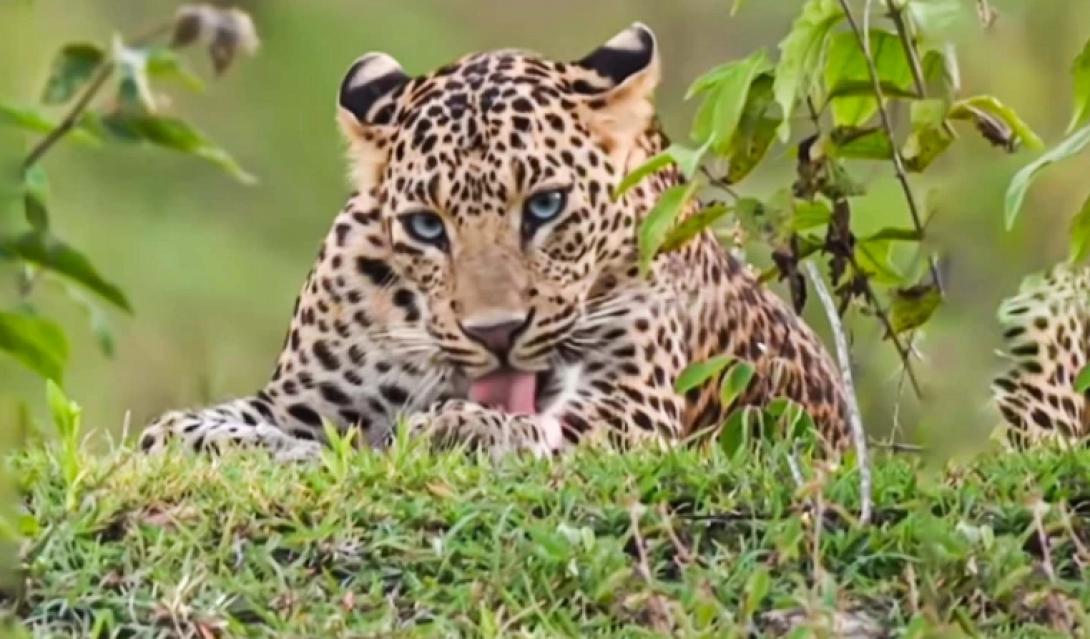 λεοπαρδαλη