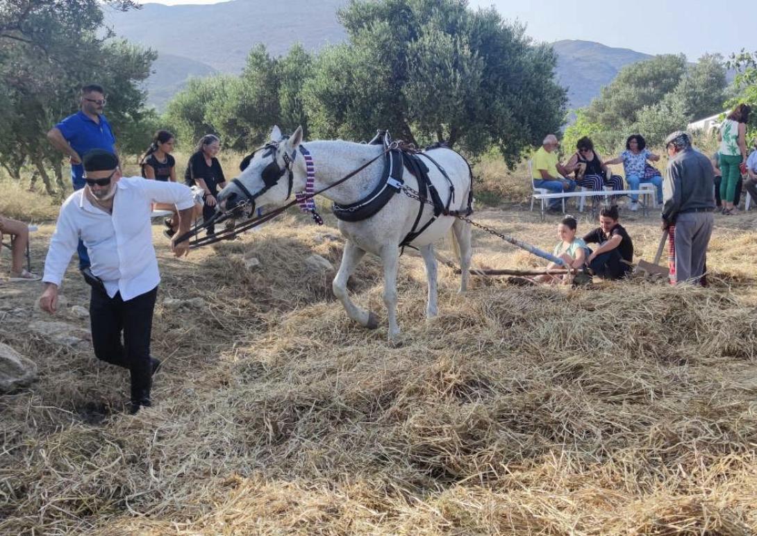 Με επιτυχία η αναβίωση του παραδοσιακού αλωνίσματος στη Μονή Μαλεβιζίου