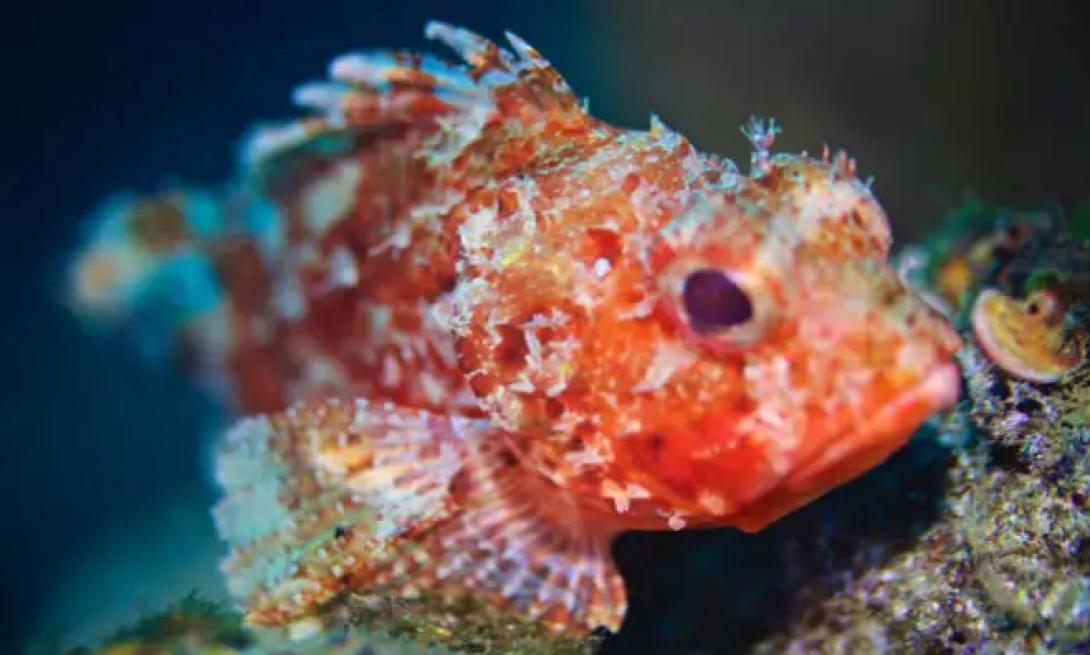 σκορπιός ψάρι