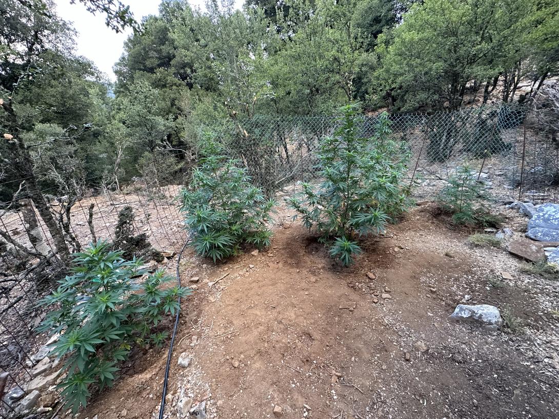 χασισοφυτεία