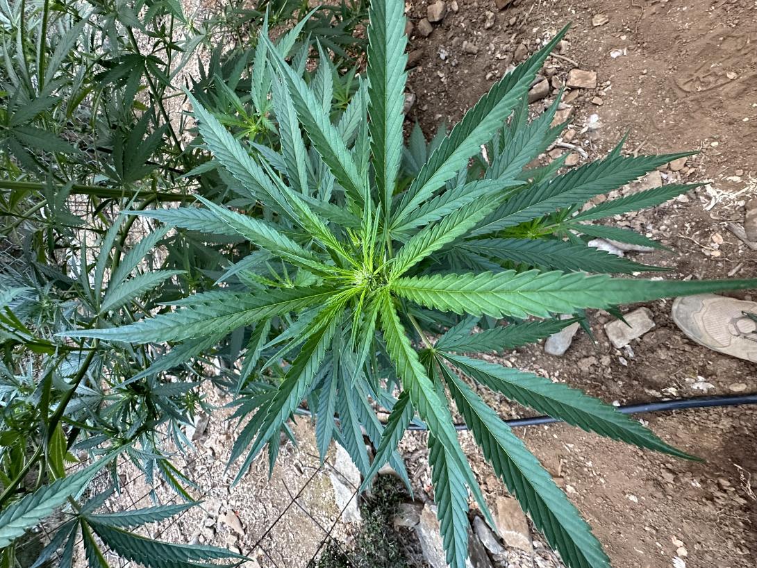 χασισοφυτεία