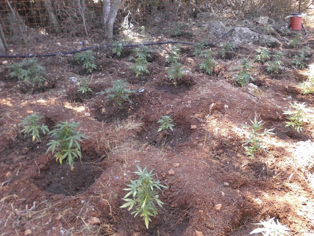 χασισοφυτεία