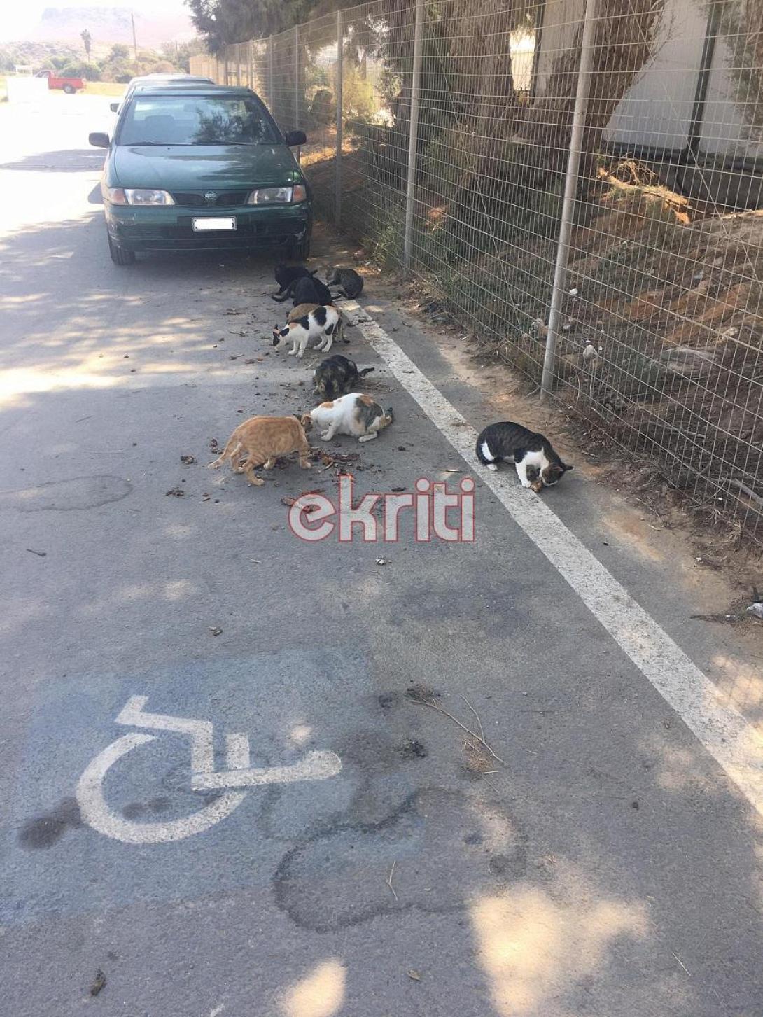 καρτερός αδέσποτα ράμπα