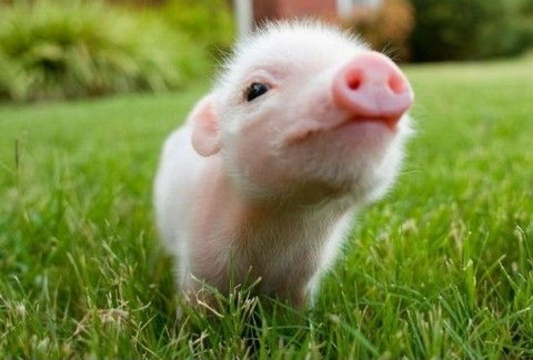 γουρουνάκι