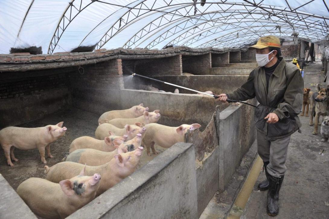 γριπη χοίρων