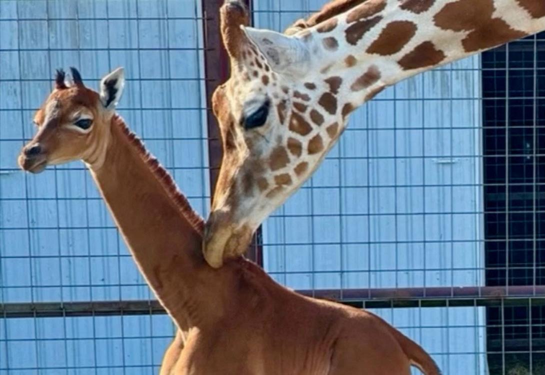 καμηλοπαρδαλη