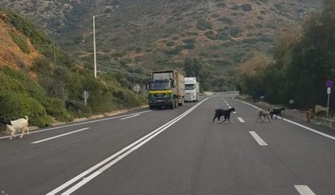 κατσίκια βοακ