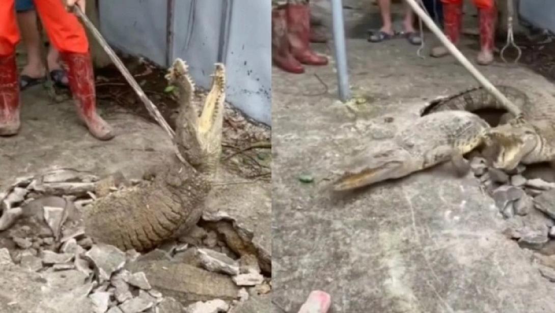 κροκόδειλοι ινδία