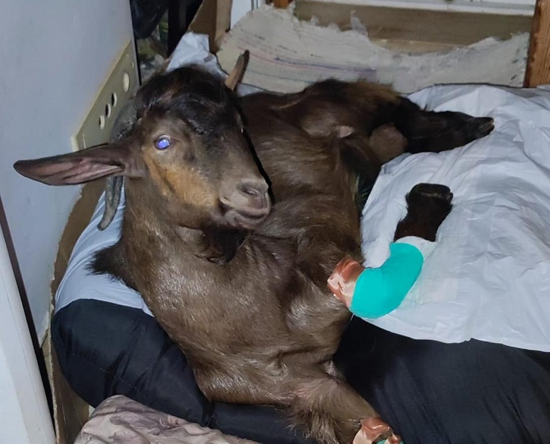 τράγος χανιά