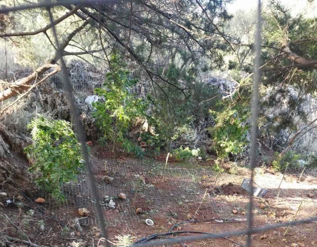 Βρήκαν τη χασισοφυτεία και μεγάλη ποσότητα κάνναβης