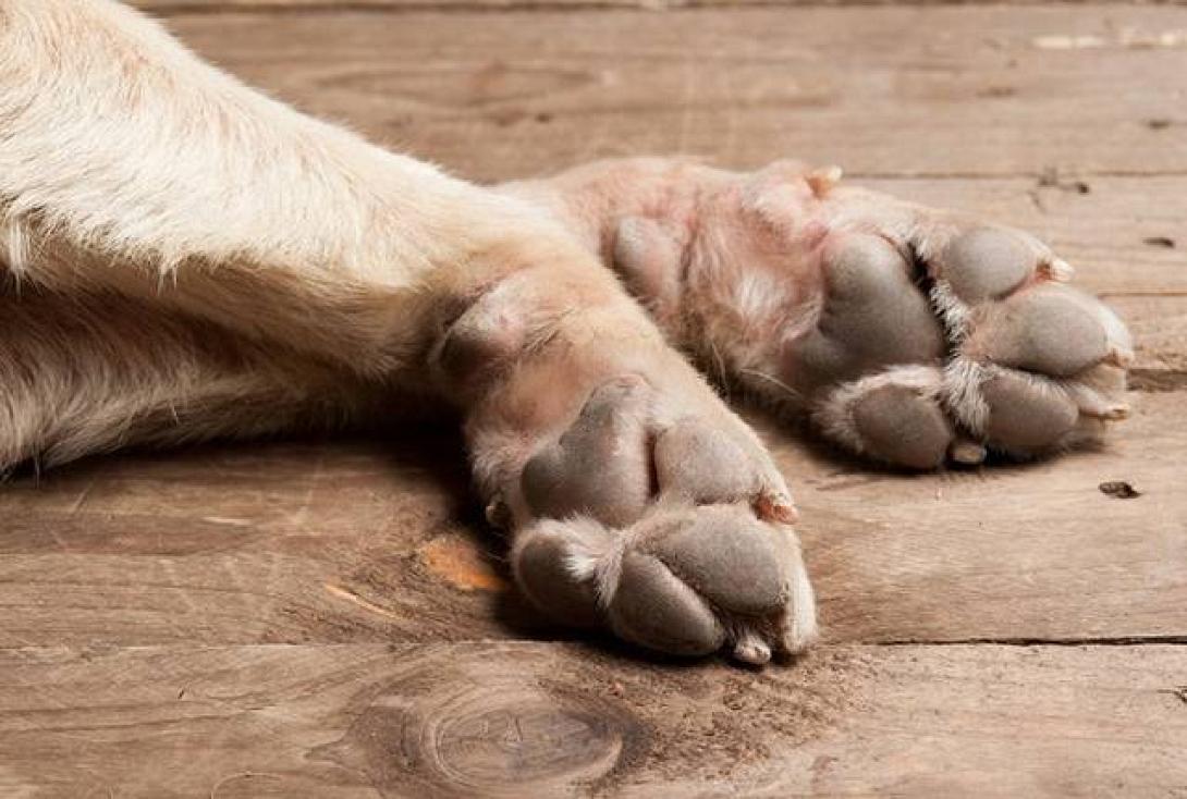 πατούσες σκύλου 