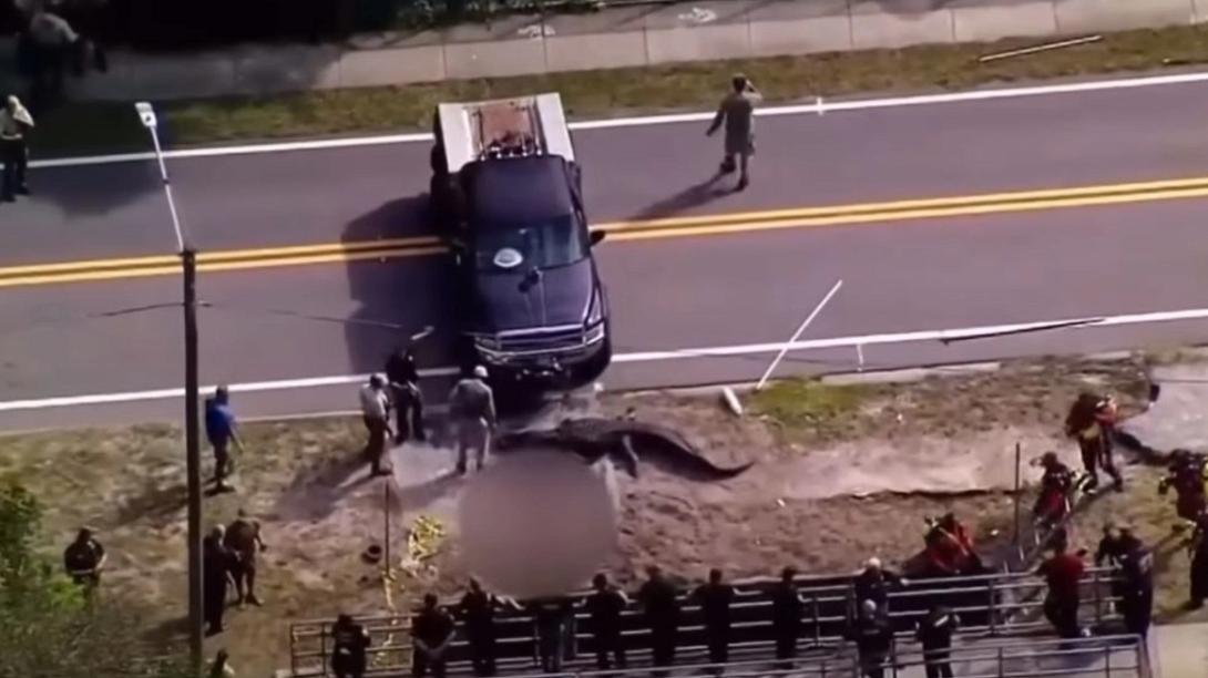 αλιγατορας