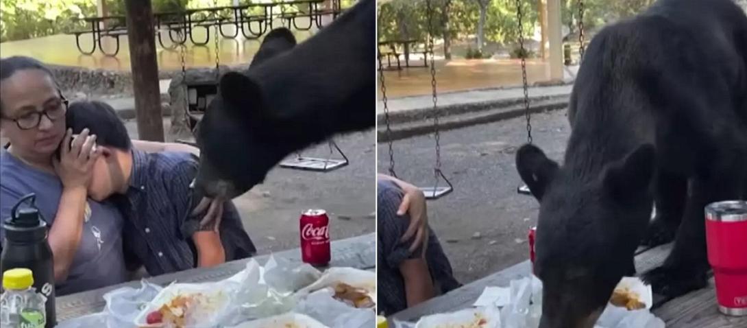 αρκούδα οικογένεια