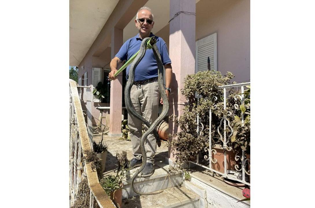 φίδι - Παλαμάς