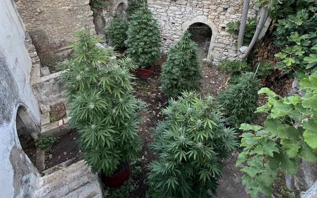 χασισοφυτεία μυλοπόταμος