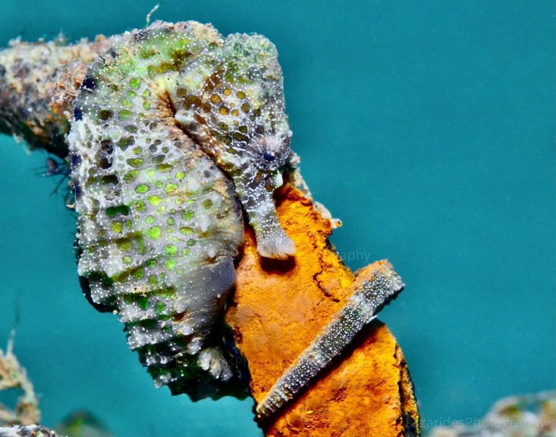 ΙΠΠΟΚΑΜΠΟΣ