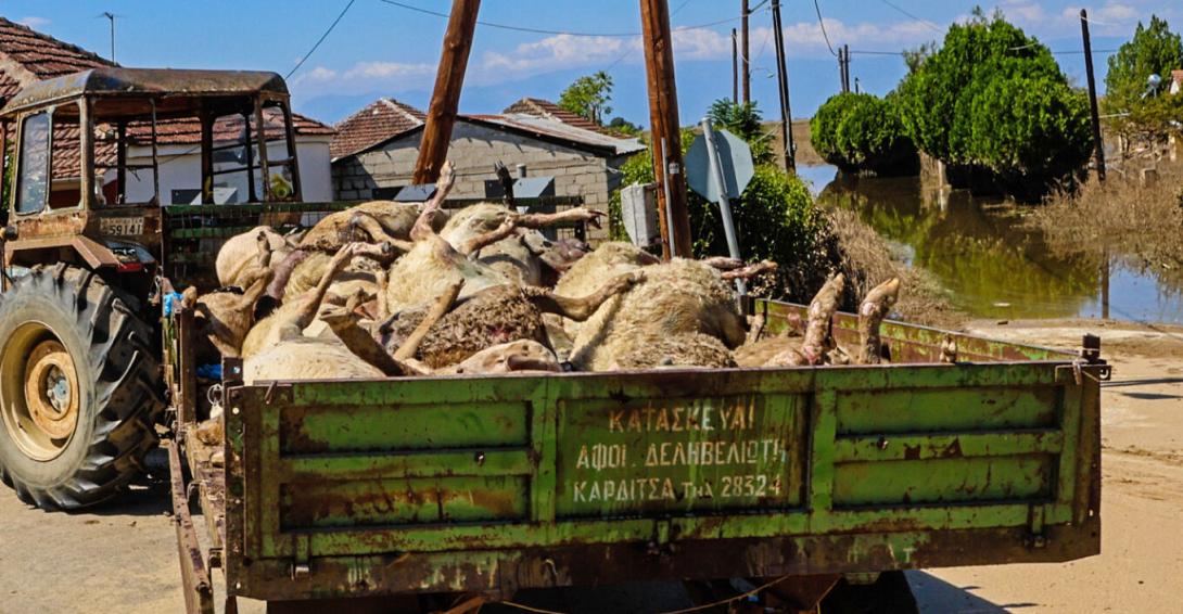 κακοκαιρια νεκρά ζωα